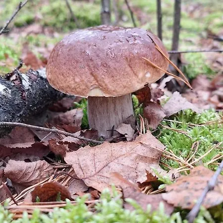 Appartamento Strefa Relaksu-piece Piece (Warmian-Masurian)