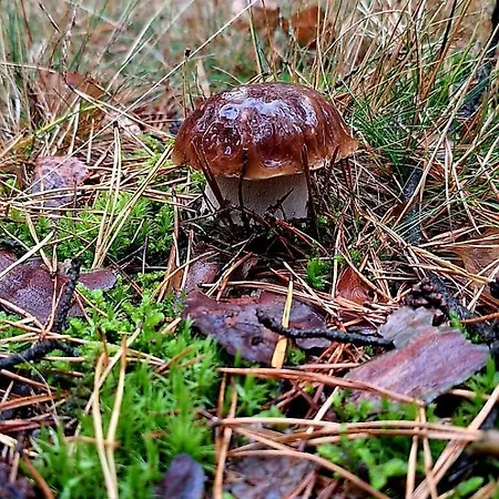 Appartamento Strefa Relaksu-piece Piece (Warmian-Masurian)