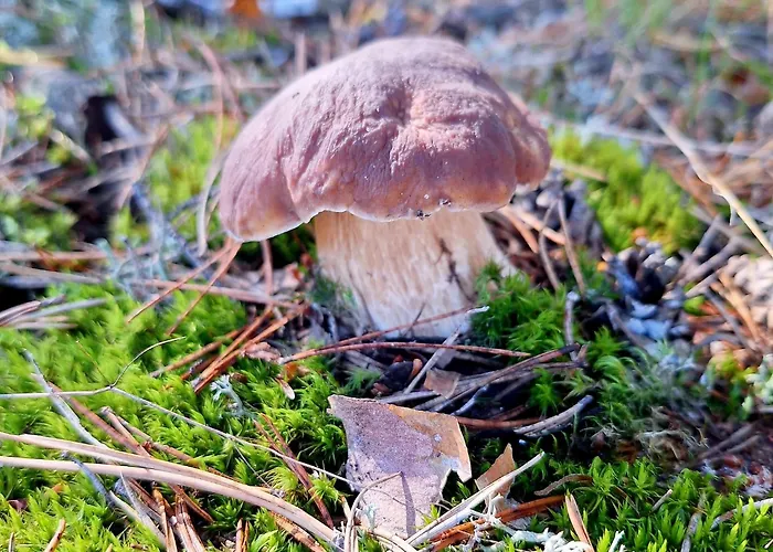 Апартаменты Strefa Relaksu-piece *